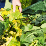 Compost bins and worm farms: a review of the options